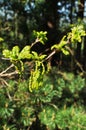 Holly magnolia Latin Ma Magnia aquifÃÂlium is an evergreen shrub. Royalty Free Stock Photo